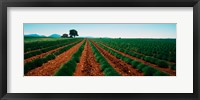 Framed Harvested lavender field, Plateau De Valensole, Alpes-De-Haute-Provence, Provence-Alpes-Cote d'Azur, France