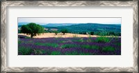 Framed Lavender growing in a  field, Provence-Alpes-Cote d'Azur, France