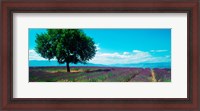 Framed Tree in the middle of a Lavender field, Provence-Alpes-Cote d'Azur, France