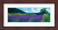 Framed Lavender field, Provence-Alpes-Cote d'Azur, France