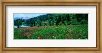Framed Wildflowers in a field at lakeside, French Riviera, France