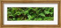 Framed Ferns in front of Redwood trees, Redwood National Park, California, USA