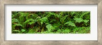 Framed Ferns in front of Redwood trees, Redwood National Park, California, USA