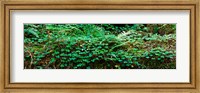 Framed Clover and Ferns on downed Redwood tree, Brown's Creek Trail, Jedediah Smith Redwoods State Park, California, USA