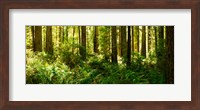 Framed Ferns and Redwood trees in a forest, Redwood National Park, California, USA