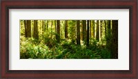 Framed Ferns and Redwood trees in a forest, Redwood National Park, California, USA