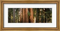 Framed Redwood trees in a forest, Sequoia National Park, California, USA