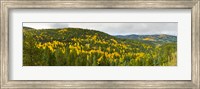 Framed Aspen hillside in autumn, Sangre De Cristo Mountains, Angel Fire, New Mexico, USA