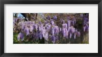 Framed Wisteria flowers in bloom, Sonoma, California, USA