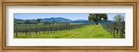 Framed Vineyard in Sonoma Valley, California, USA