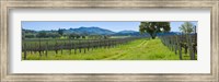 Framed Vineyard in Sonoma Valley, California, USA