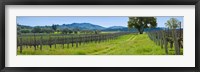 Framed Vineyard in Sonoma Valley, California, USA