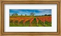 Framed Autumn vineyard at Napa Valley, California, USA