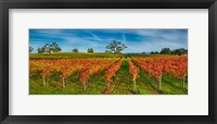 Framed Autumn vineyard at Napa Valley, California, USA