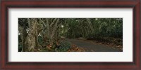Framed Path passing through a forest, Maui, Hawaii, USA