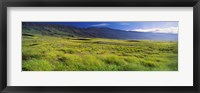 Framed Grassland, Kula, Maui, Hawaii, USA