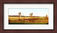 Framed Amish farmer plowing a field, USA