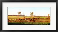 Framed Amish farmer plowing a field, USA
