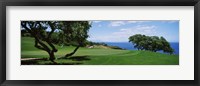 Framed Trees on a golf course, The Manele Golf course, Lanai City, Hawaii, USA