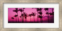 Framed Silhouette of palm trees at dusk, Hawaii, USA