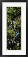 Framed Low angle view of a tree, Hawaii, USA