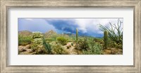 Framed Saguaro National Park, Tucson, Arizona