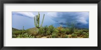 Framed Cacti growing at Saguaro National Park, Tucson, Arizona