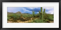 Framed Saguaro cactus (Carnegiea gigantea) in a desert, Saguaro National Park, Arizona