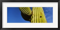 Framed Low angle view of Saguaro cactus (Carnegiea gigantea), Saguaro National Park, Arizona, USA