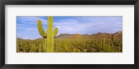 Framed Cactus Field, Saguaro National Park, Arizona
