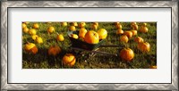 Framed Wheelbarrow in Pumpkin Patch, Half Moon Bay, California, USA