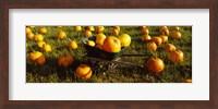 Framed Wheelbarrow in Pumpkin Patch, Half Moon Bay, California, USA