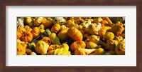 Framed Pumpkins and gourds in a farm, Half Moon Bay, California, USA