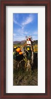 Framed Scarecrow in Pumpkin Patch, Half Moon Bay, California (vertical)