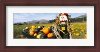 Framed Scarecrow in Pumpkin Patch, Half Moon Bay, California (horizontal)