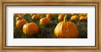 Framed Close Up of Pumpkins in a  Field, Half Moon Bay, California