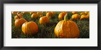 Framed Close Up of Pumpkins in a  Field, Half Moon Bay, California