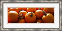 Framed Pumpkins, Half Moon Bay, California, USA