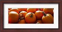 Framed Pumpkins, Half Moon Bay, California, USA