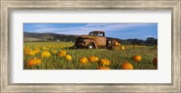 Framed Old Rusty Truck in Pumpkin Patch, Half Moon Bay, California, USA