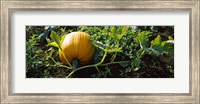 Framed Pumpkin growing in a field, Half Moon Bay, California, USA