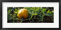 Framed Pumpkin growing in a field, Half Moon Bay, California, USA