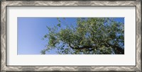 Framed Low angle view of a tree branch against blue sky, San Rafael Valley, Arizona, USA
