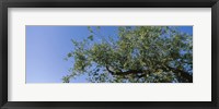 Framed Low angle view of a tree branch against blue sky, San Rafael Valley, Arizona, USA