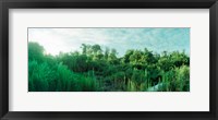 Framed Greenery along Fort Tilden Beach, Fort Tilden, Queens, New York City, New York State, USA