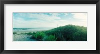Framed Plants on the beach, Fort Tilden Beach, Fort Tilden, Queens, New York City, New York State, USA