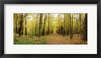 Framed Trail through the forest of the Catskills in Kaaterskill Falls, New York State