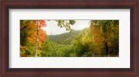 Framed Trees on mountain during autumn, Kaaterskill Falls area, Catskill Mountains, New York State