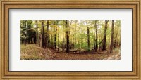 Framed Forest, Kaaterskill Falls area, Catskill Mountains, New York State