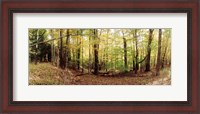 Framed Forest, Kaaterskill Falls area, Catskill Mountains, New York State